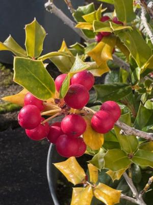 ヒイラギ　ナンテンの画像