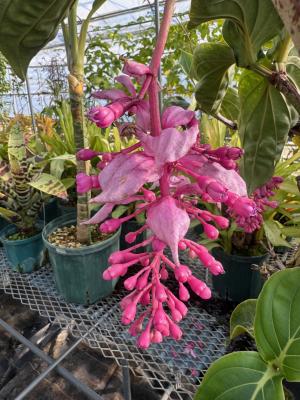 メディニラ マグニフィカの画像