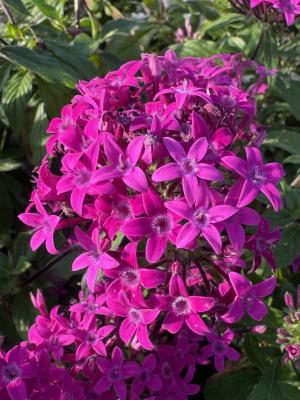 ペンタスの画像