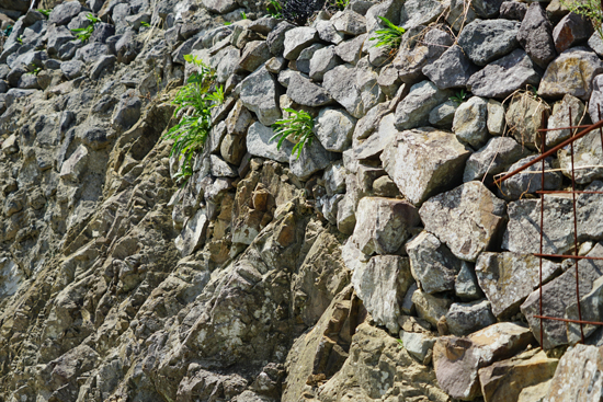 遊子水荷浦の段畑の画像3