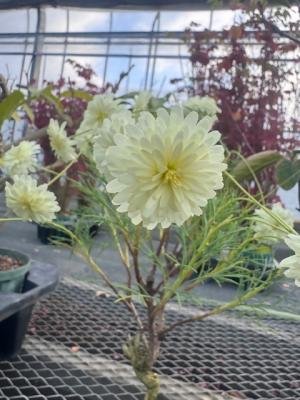 マーガレットの画像