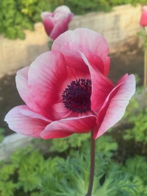 アネモネの画像