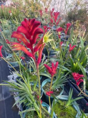 カンガルーポーの画像