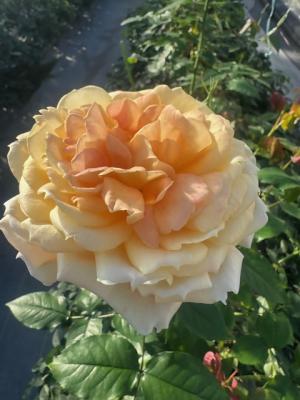 バラ（温室）の画像