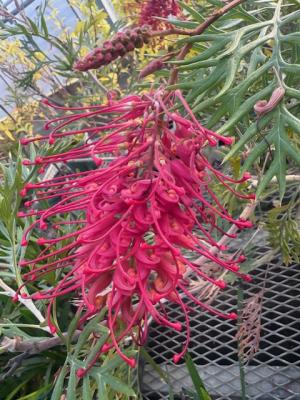 グレビレアの画像