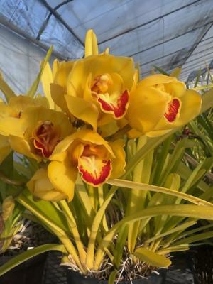 シンビジュームの画像