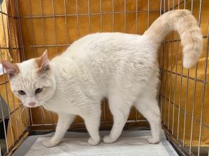 迷い猫２月３日白茶東温市田窪布首輪付き