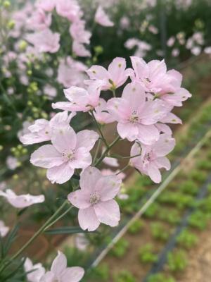 デルフィニウム「さくらひめ」