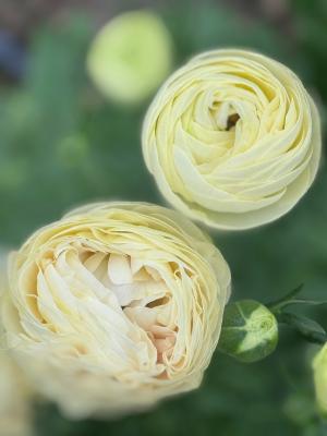 ラナンキュラスの画像