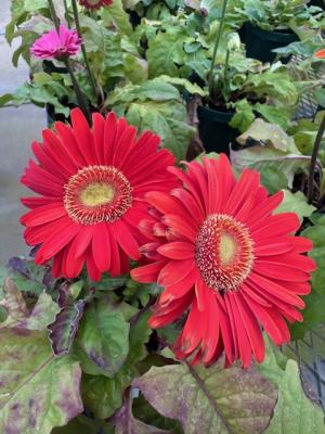 ガーベラの画像