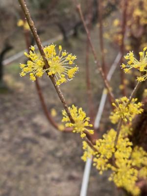 サンシュユの画像