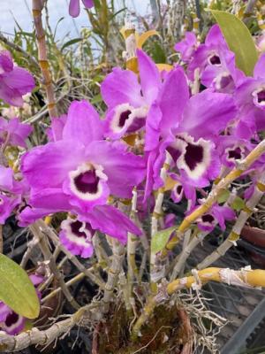 デンドロビウムの画像