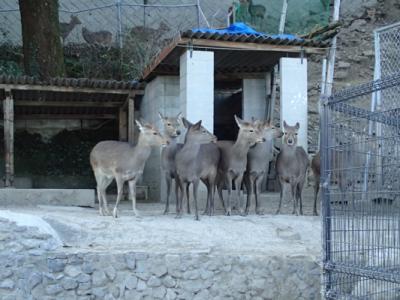 鹿島のシカ