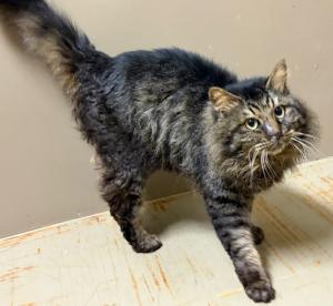 迷い猫3月13日御荘平城 長毛キジオス 青地虹色首輪つき