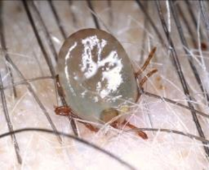 吸血中のマダニです