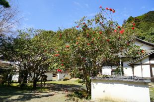 如法寺のツバキの画像