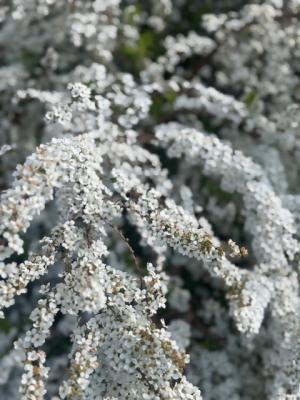 ユキヤナギの画像