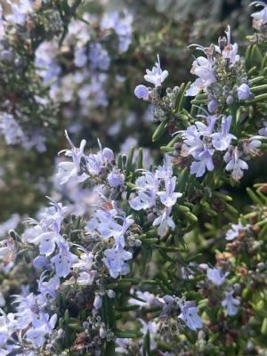 ラベンダーの画像