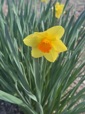 スイセンの画像