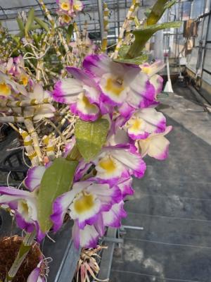デンドロビウムの画像