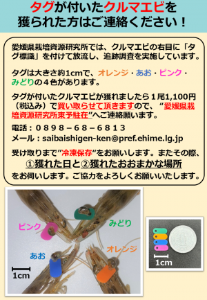 クルマエビ採捕依頼ポスター