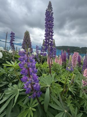 ルピナスの画像