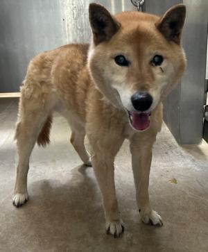 迷い犬 今治東門町 5月19日柴雑種 赤色首輪、金属チェーンあり