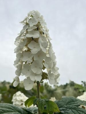 カシワバアジサイの画像