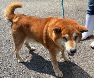迷い犬2026年6月11日 大洲市平野町野田付近 芝風 オス