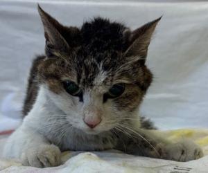 3月13日 負傷猫 伊予市小湊周辺 三毛猫