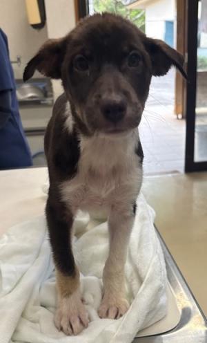迷い犬2026.9.2 今治市大三島町付近 雑種 オス