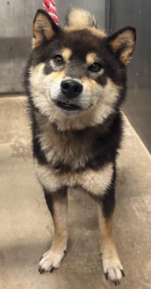迷い犬2026.9.4 西条市大町付近 柴犬風 オス