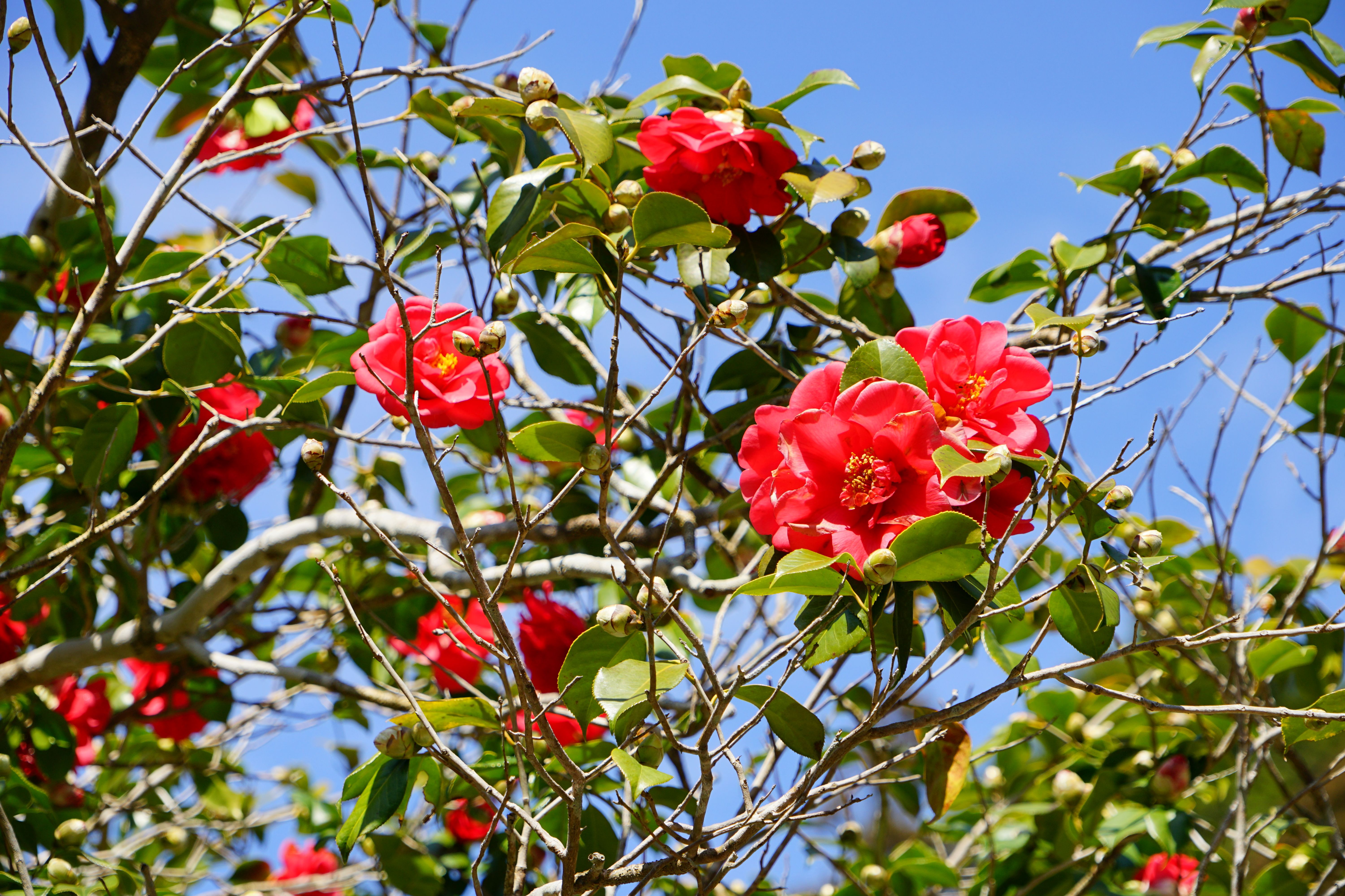 如法寺のツバキの画像2