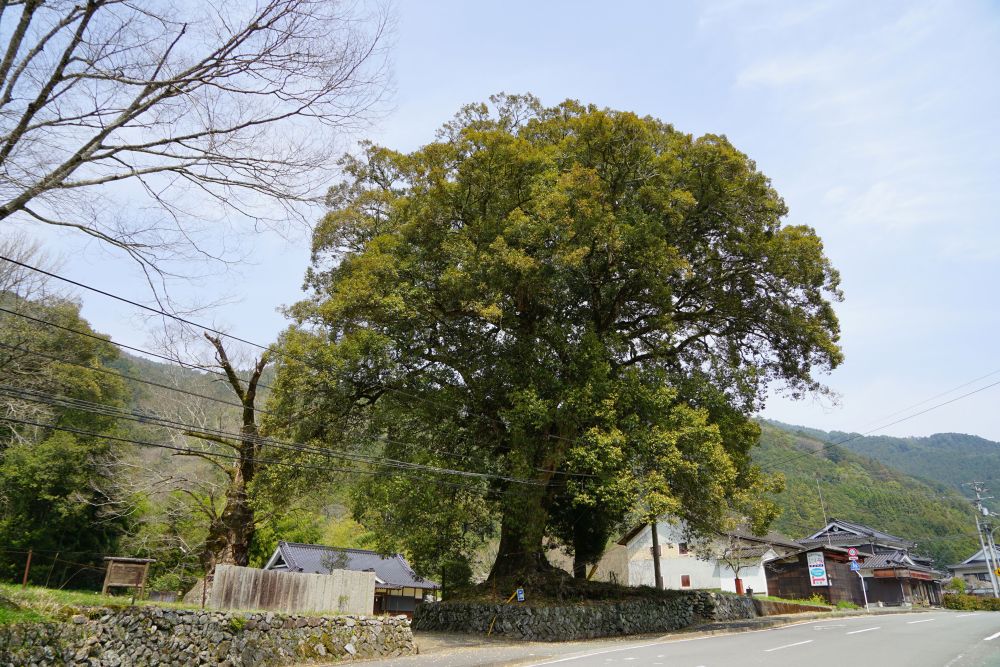 イチイガシ（内子町本川）の画像