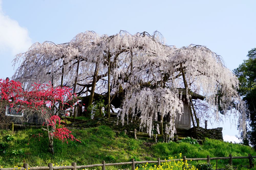 石畳東のシダレザクラの画像