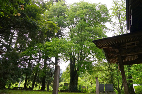 シラカシの画像1