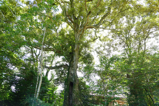 蔵王神社のイチイガシの画像2