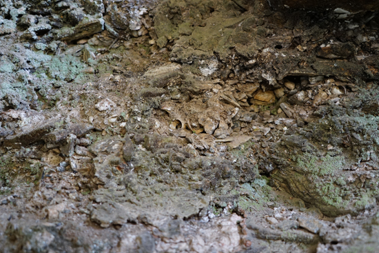 上黒岩岩陰遺跡の画像3