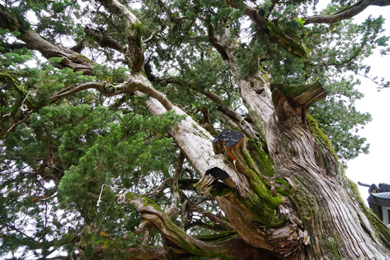 八幡神社のイブキの画像3