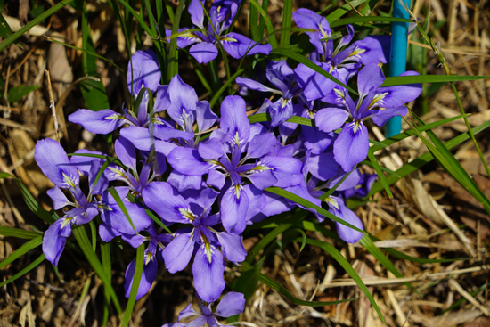 エヒメアヤメ自生南限地帯の画像3