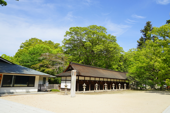 大山祇神社のクスノキ群の画像3