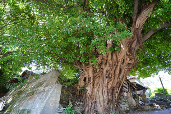 三崎のアコウの画像2