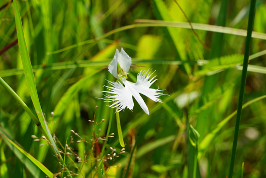 湿地植物の画像1