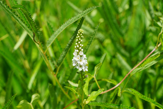 湿地植物の画像4