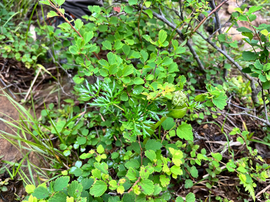 赤石山の高山植物の画像2
