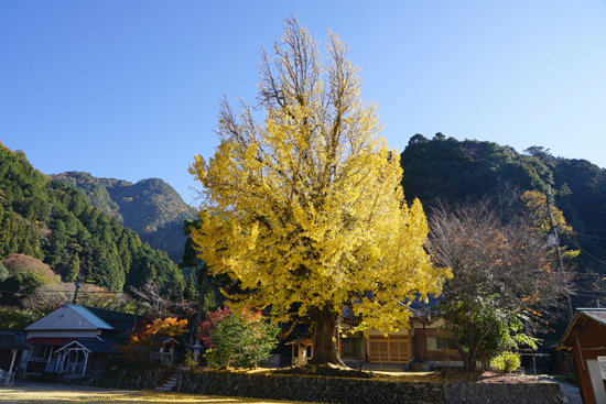お葉つきイチョウの画像1