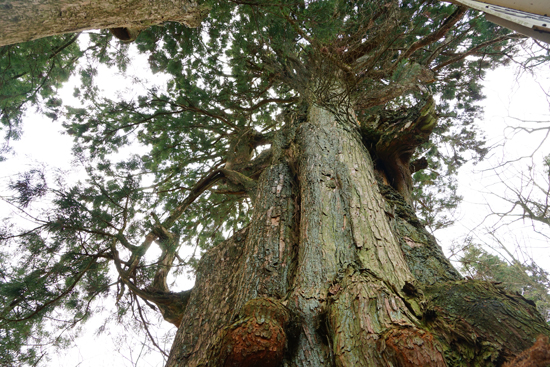 子持ち杉の画像2