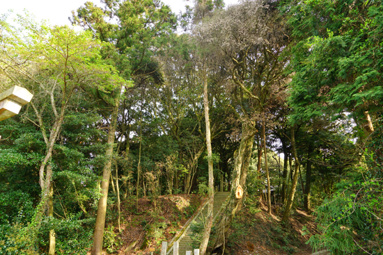 客神社の社叢の画像2