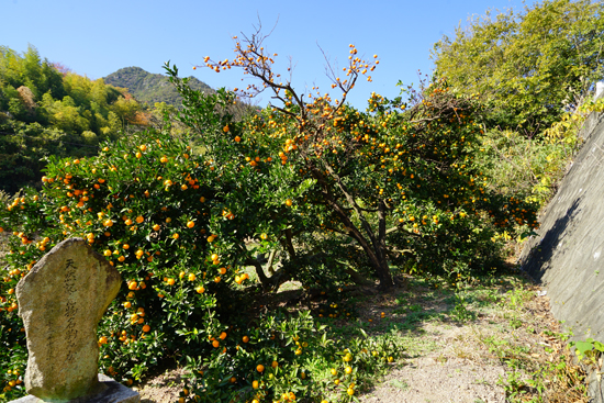 名駒のコミカンの画像1