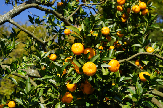 名駒のコミカンの画像2